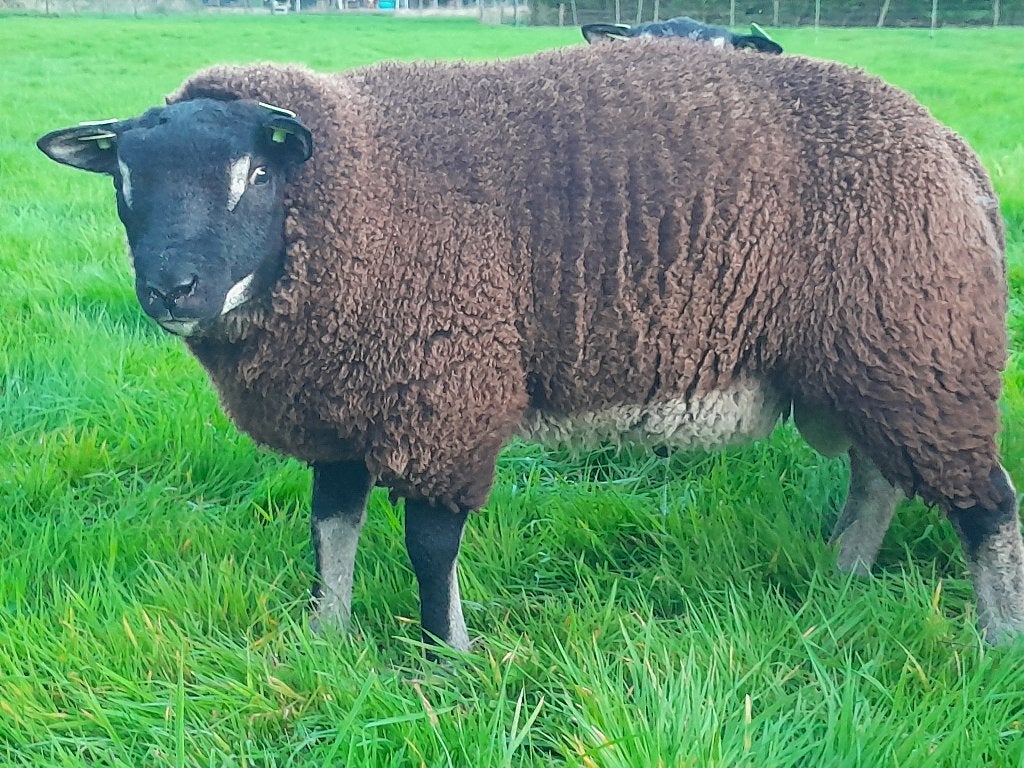 Dassenkop dekrammen, Mannelijk, Schaap, 0 tot 2 jaar