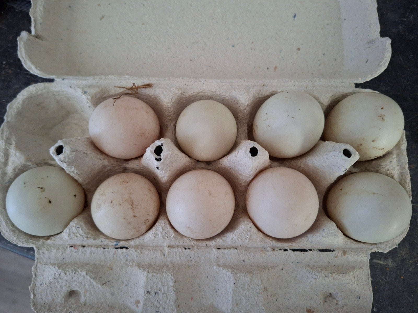 Broedeieren Hollandse Kwakers €1., Dieren en Toebehoren, Pluimvee, Geslacht onbekend, Eend