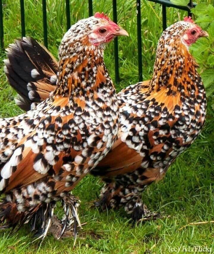 Broedeieren sabelpootkriel, hollandshoen, zijdehoender,etc, Dieren en Toebehoren, Pluimvee, Geslacht onbekend, Kip