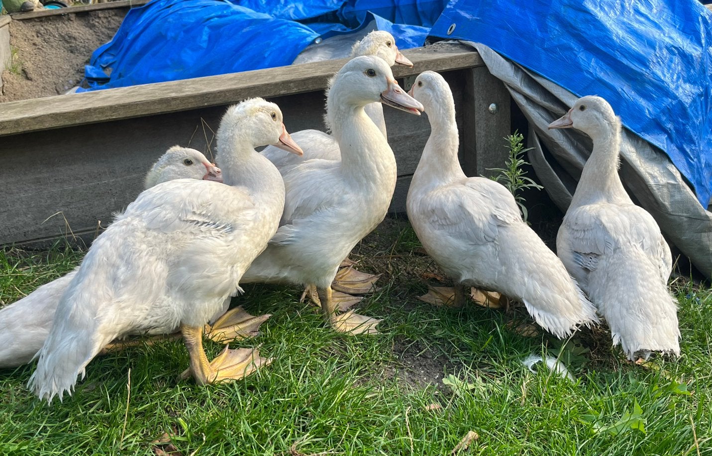 Kaapse eenden, Meerdere dieren, Eend