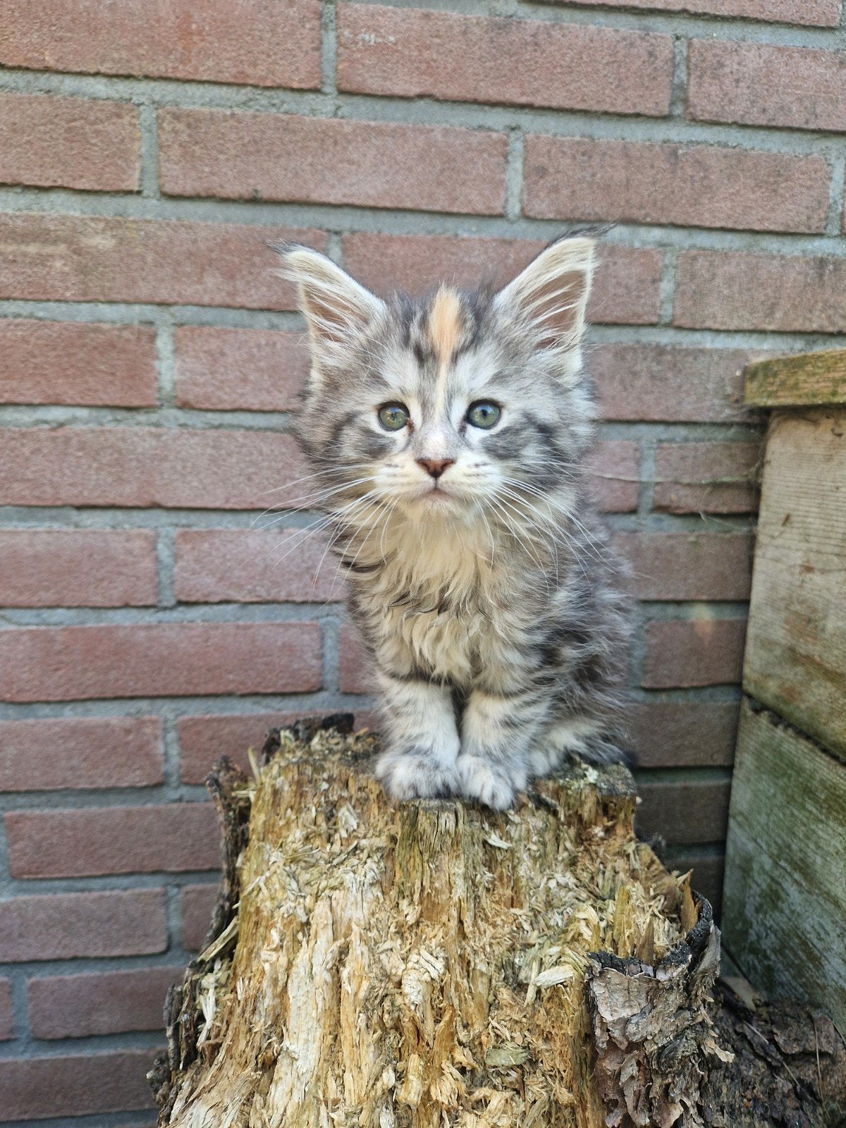 Maine coon kittens, Meerdere dieren