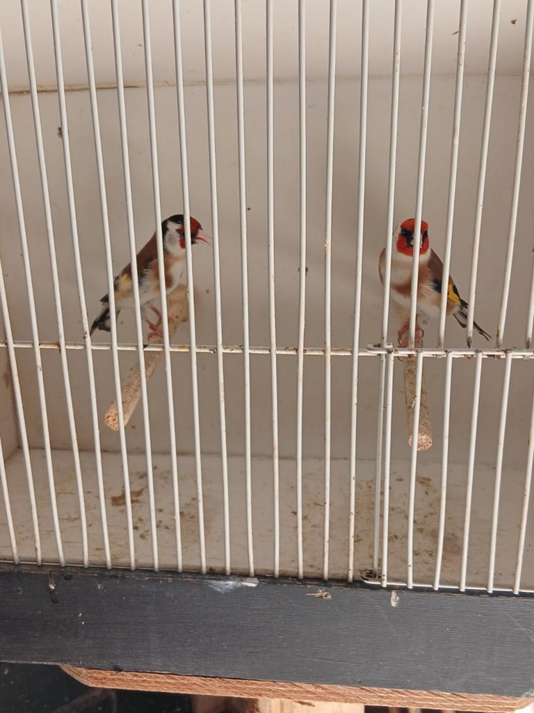 2 koppels marjurputters man is 22 en de pop is 24  150 perko, Meerdere dieren