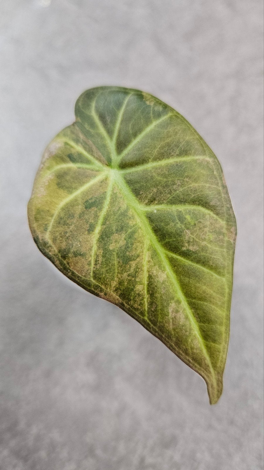 Alocasia 'Regal Shields' Aurea Variegata, Ophalen of Verzenden, Halfschaduw, Minder dan 100 cm