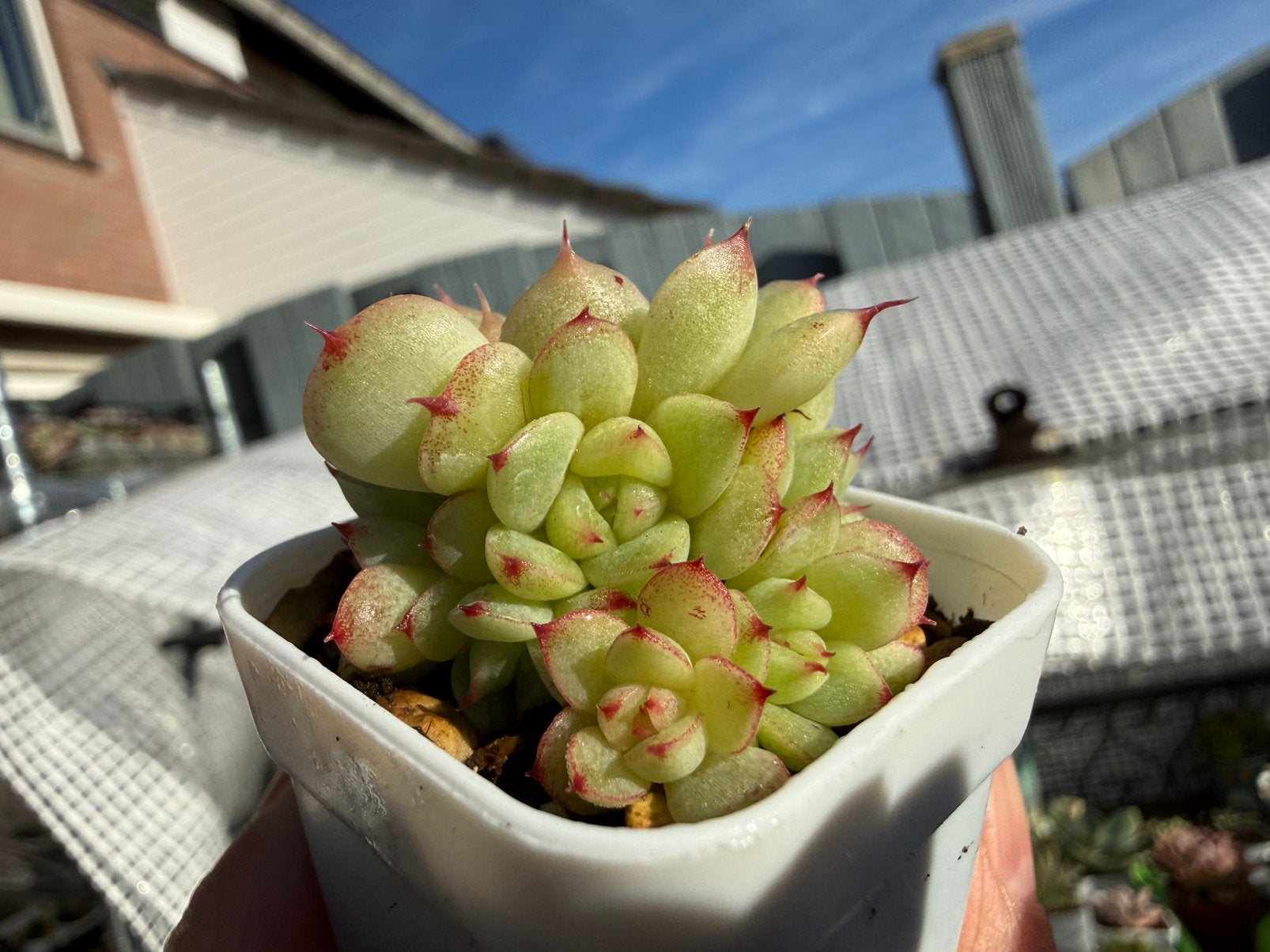 Echeveria Queen Venus/pot 5cm/vetplant/succulent, Ophalen of Verzenden, Halfschaduw, Minder dan 100 cm
