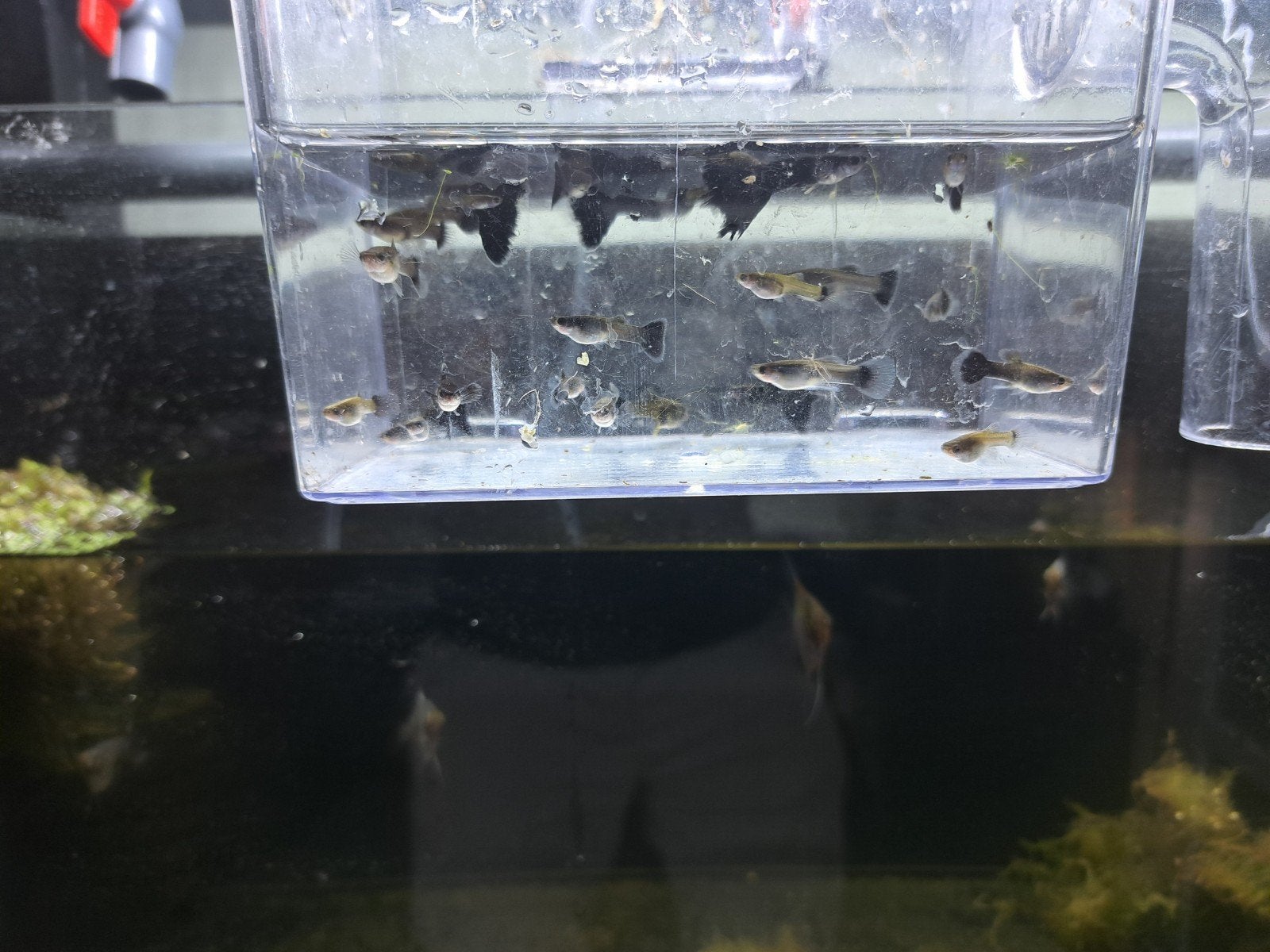 mix guppen, losse vrouwen guppen te koop, Vis, Zoetwatervis, Schoolvis