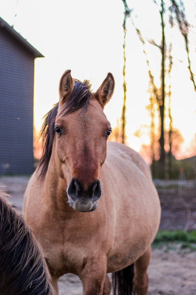 Jong paard (arabier x ford) zoekt verzorger (21+), Dieren en Toebehoren