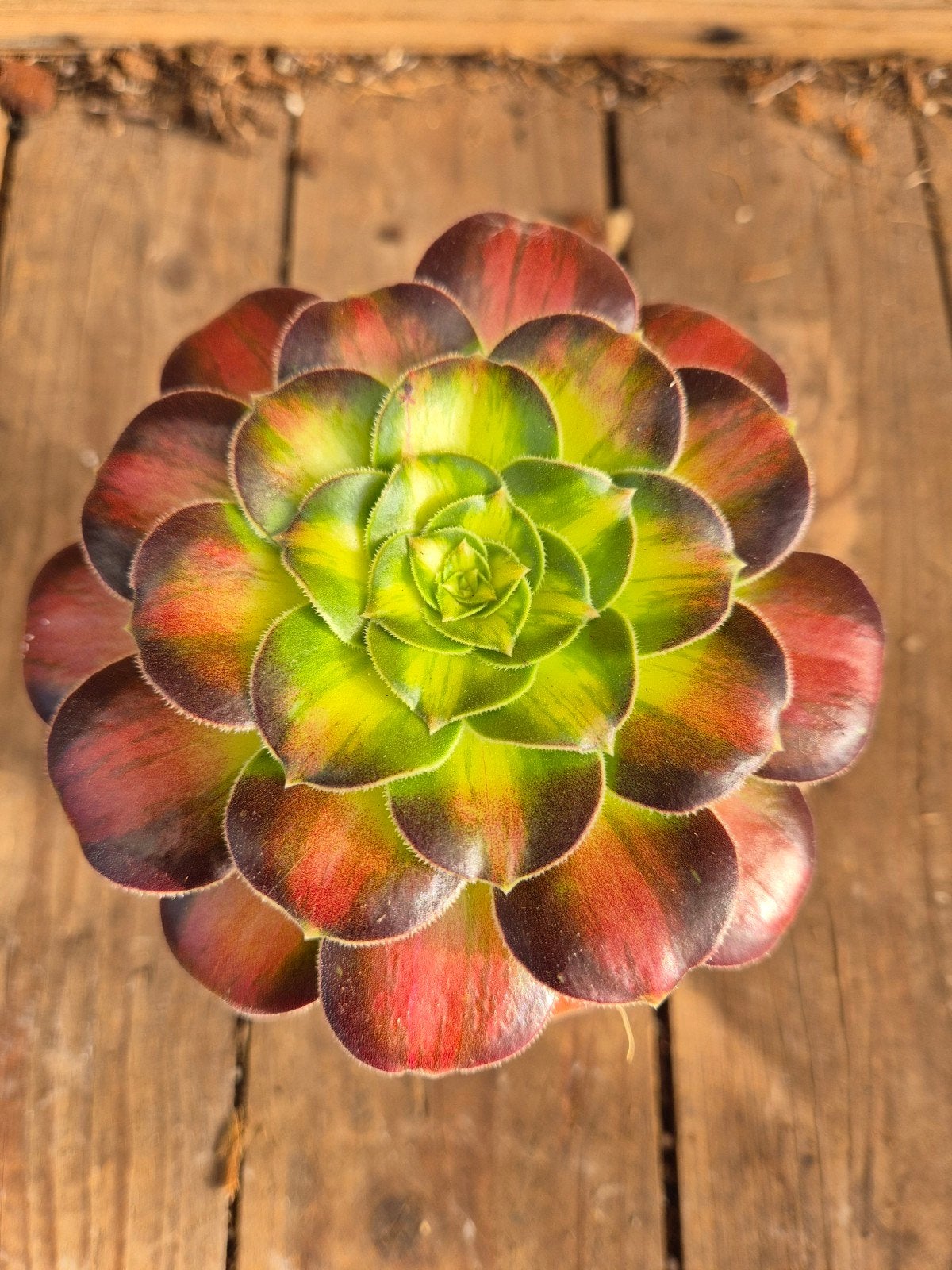 Aeonium p10 (1), Ophalen of Verzenden, Halfschaduw, Minder dan 100 cm