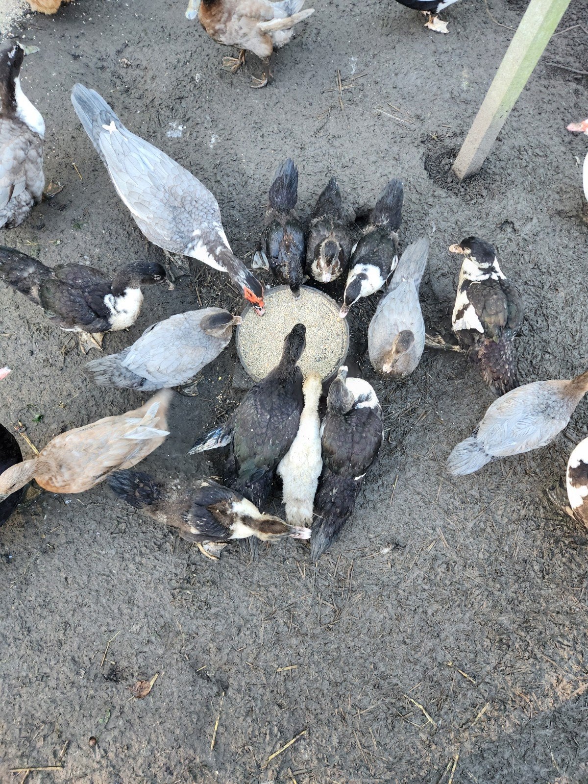 Muskuseenden, Meerdere dieren, Eend