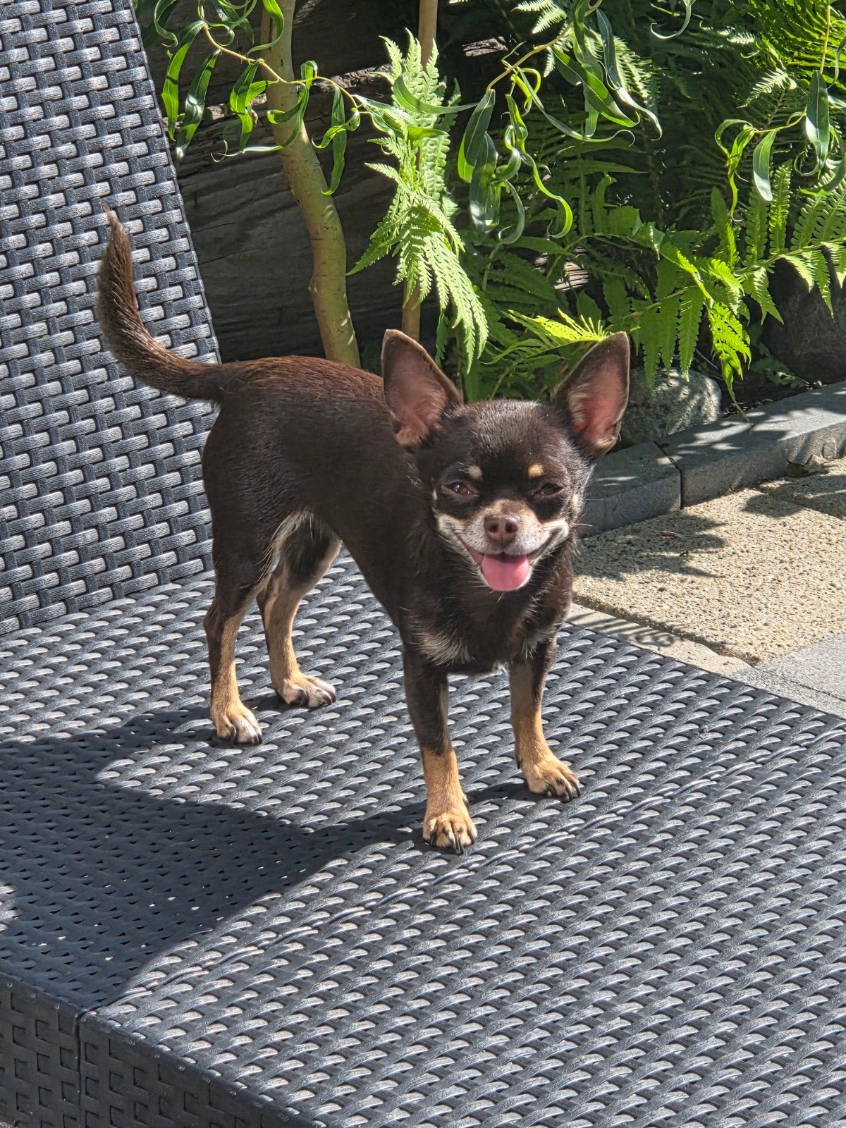 chihuahua dekreu gezocht, Didi is NIET TE KOOP, Reu, 1 tot 2 jaar, Eén hond, Nederland