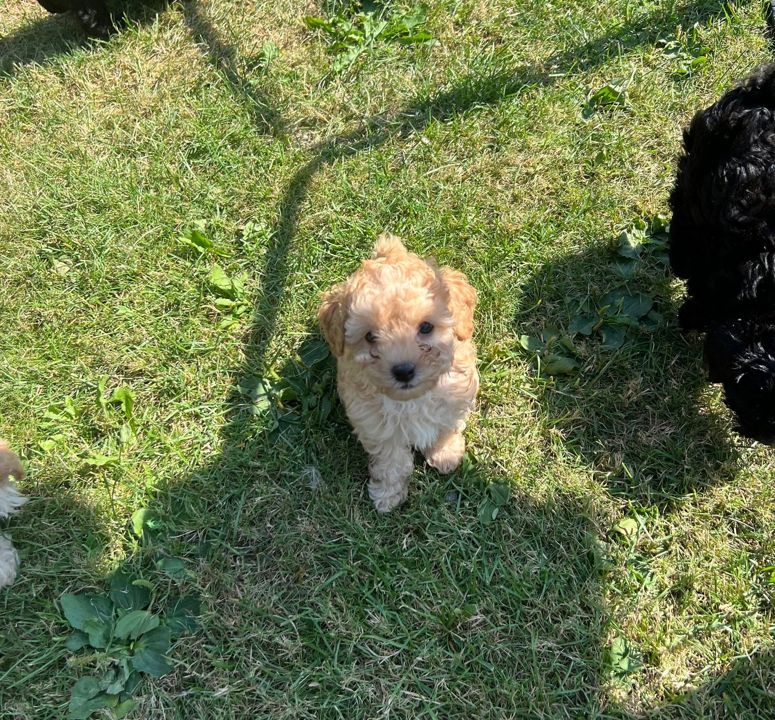 Knappe vrolijke maltipoo x toypoedel, Poedel, Parvo, 8 tot 15 weken, Meerdere