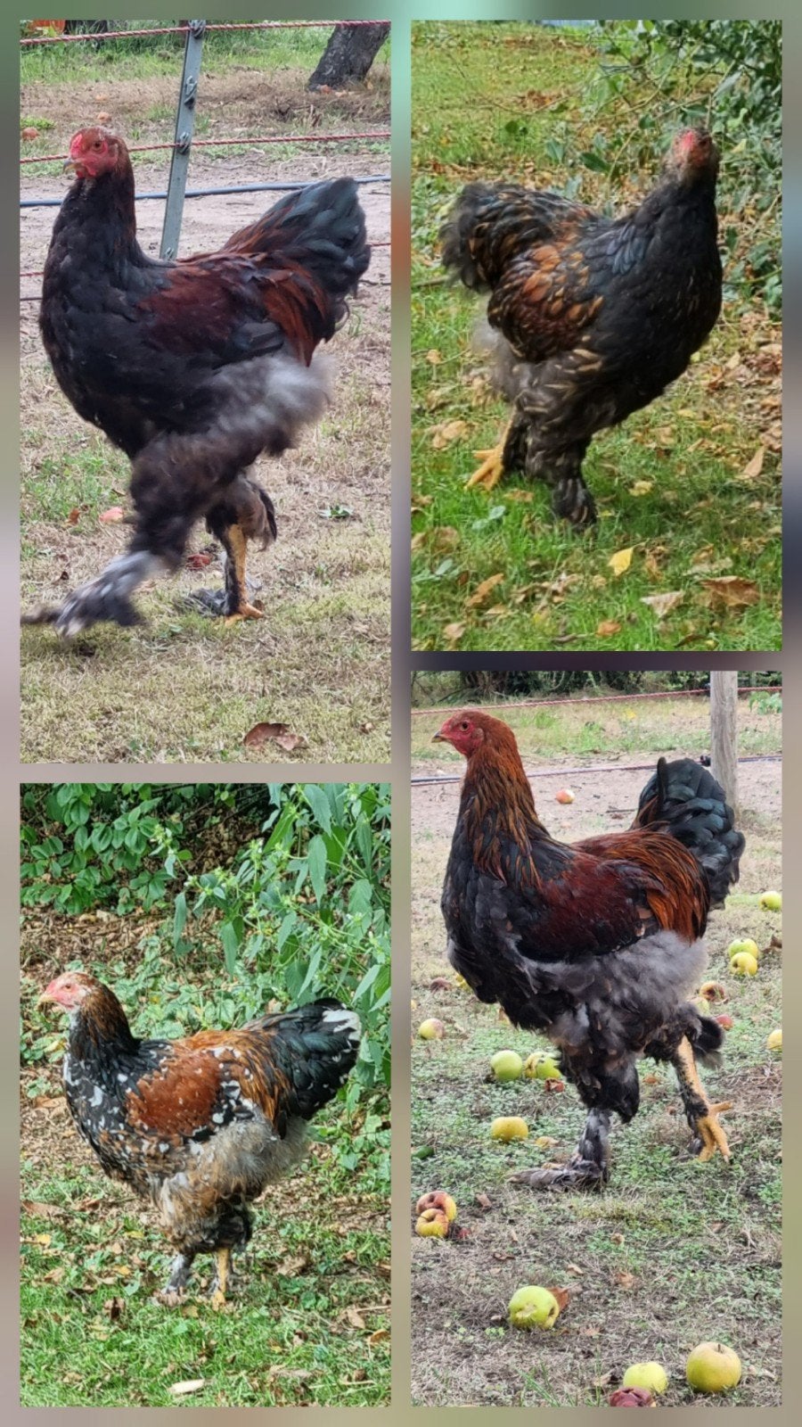 4 brahma hanen, porselein, goud gezoomd en goudpatrijs, Dieren en Toebehoren, Mannelijk, Kip