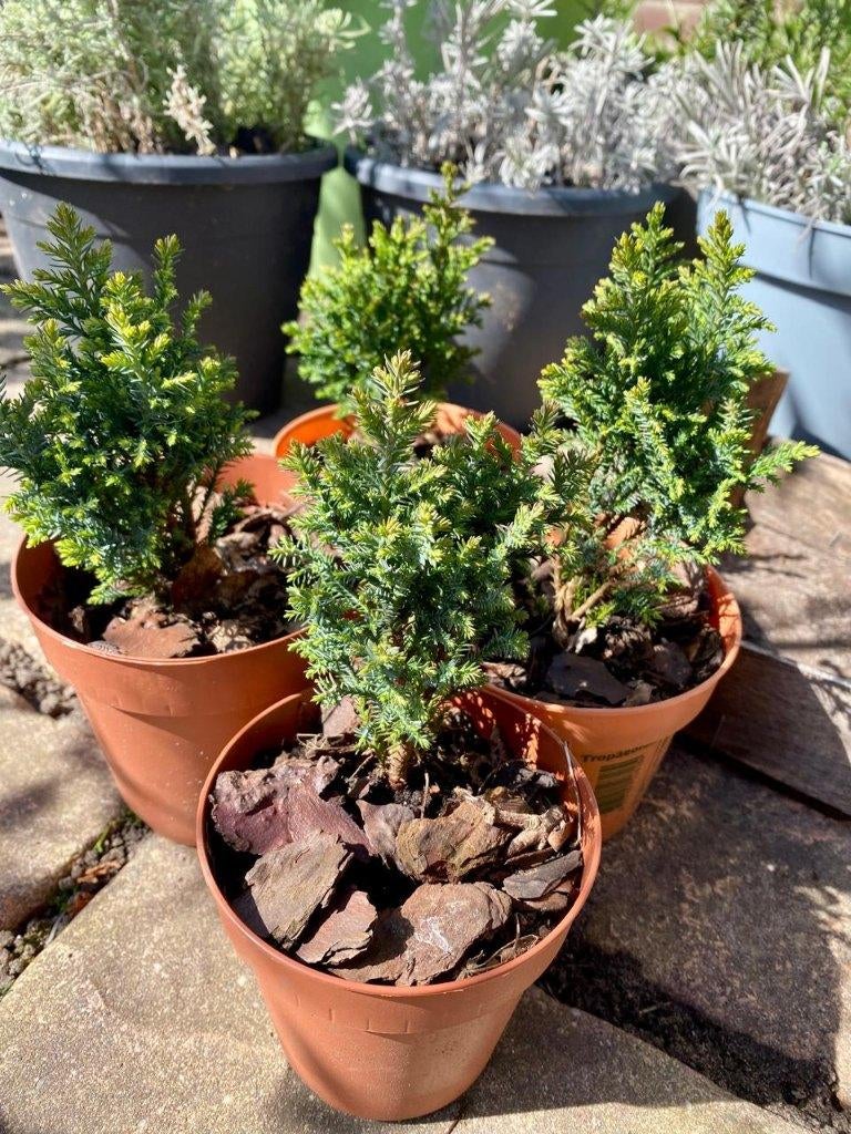 taxus plantjes, Ophalen of Verzenden, Bloeit niet, Overige soorten, Volle zon