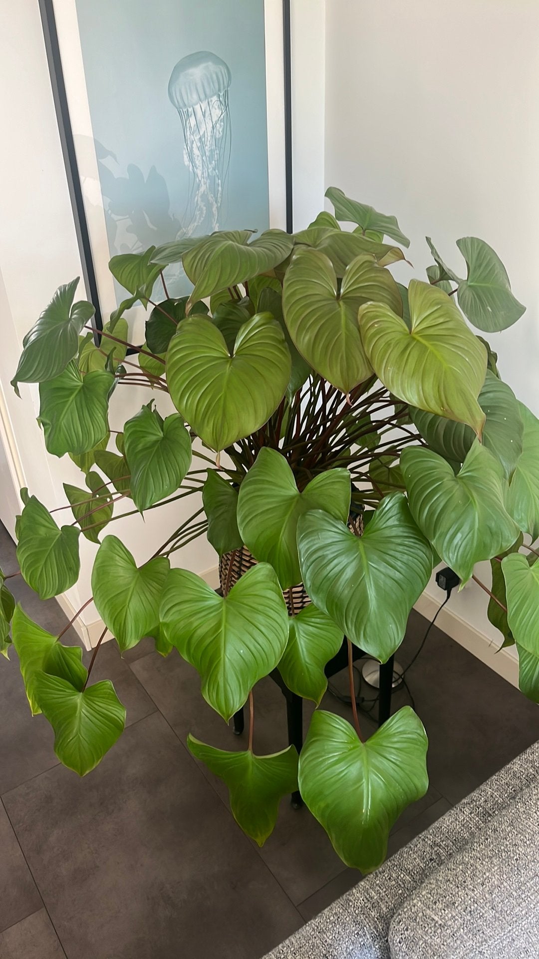 Mooie gezonde kamerplant, Huis en Inrichting, Kamerplanten, Ophalen, Halfschaduw, In pot, Minder dan 100 cm