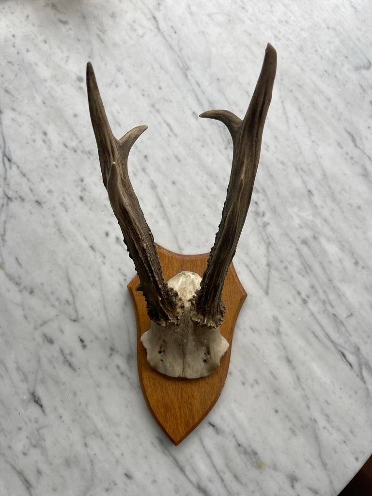 Klein ree gewei op houten plankje, Antiek en Kunst, Ophalen