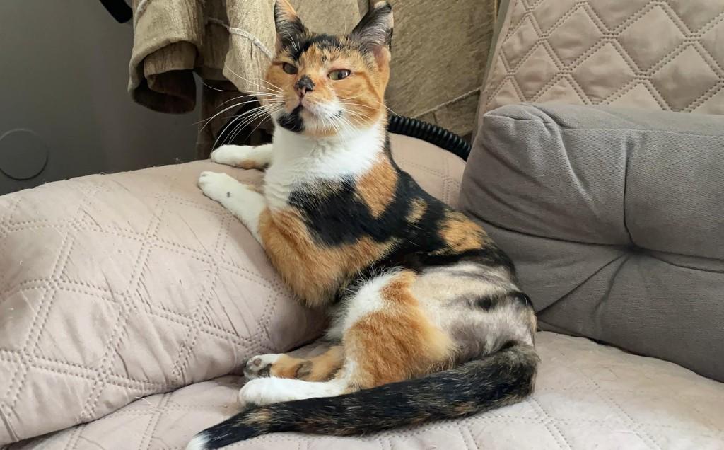 Jarela, Suki, gered van de straat, geboren 1-11-2023, Dieren en Toebehoren, Poes, Kortharig, 3 tot 5 jaar