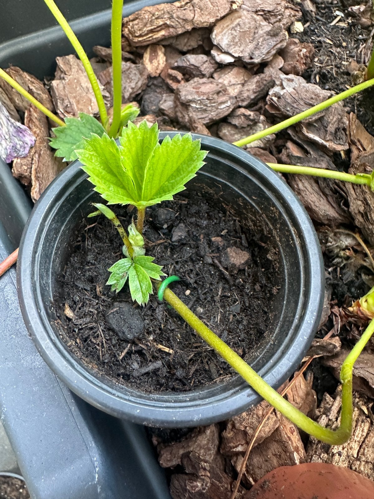 Biologische aardbeien plantjes, Tuin en Terras, Planten | Tuinplanten, Ophalen, Volle zon