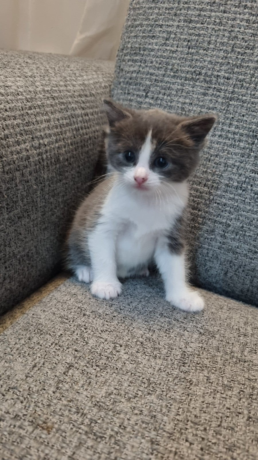 1 female kitten, 6 weeks old, Poes