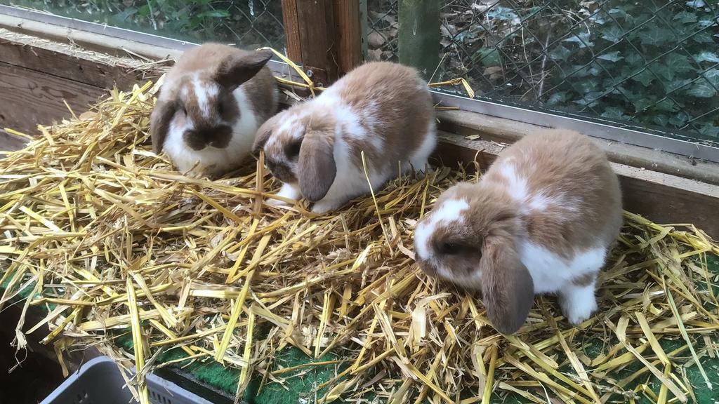 Jonge hangoor konijnen, dwerg konijn, Meerdere dieren, Dwerg, 0 tot 2 jaar