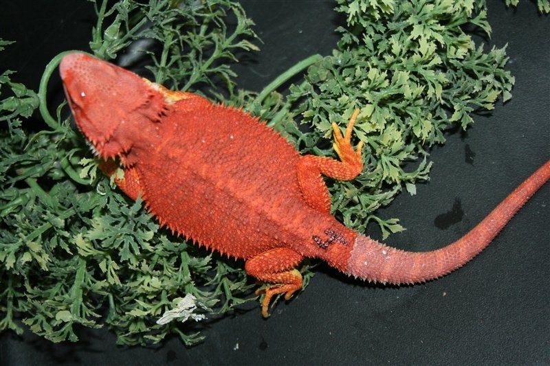 Baardagamen Bearded Dragons Red Bleu-tiger Hypo Trans Bearded Dragon photo 9