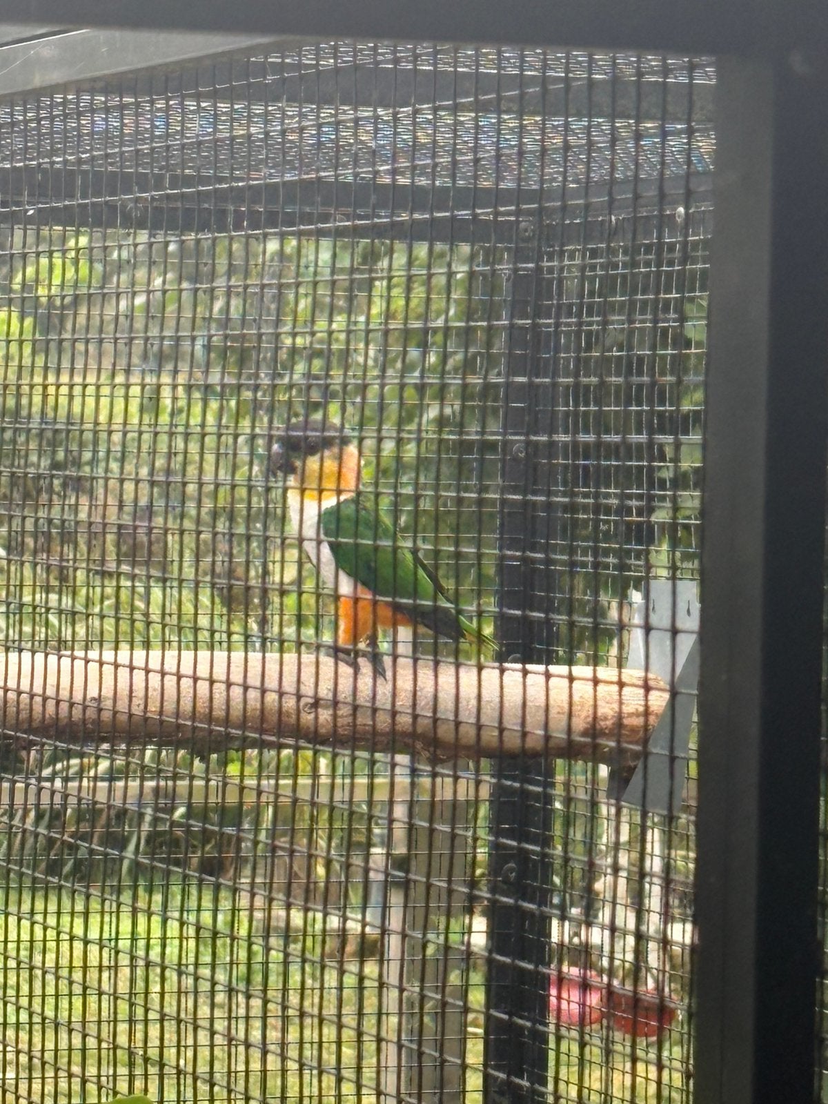 Caiques jong, Dieren en Toebehoren, Geslacht onbekend, Parkiet, Geringd