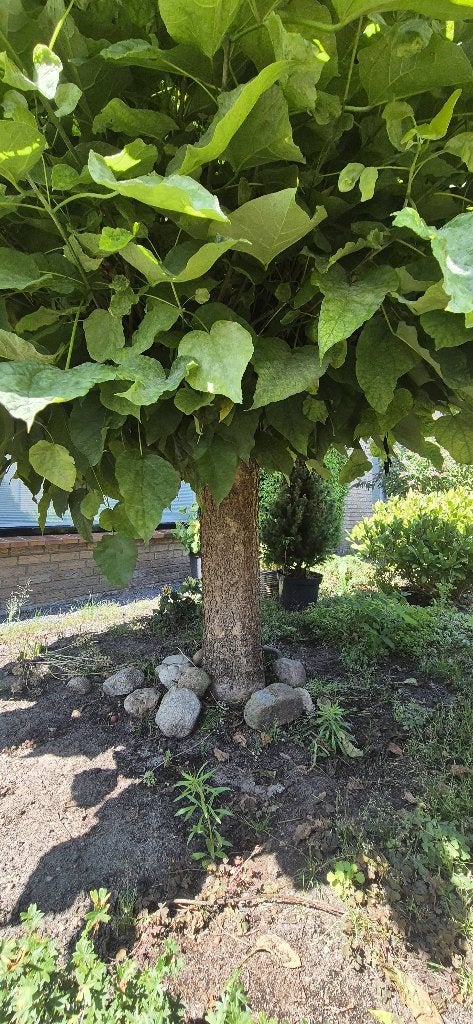 Trompetboom Bolcatalpa (Catalpa bignonioides 'Nana'), Overige soorten, Lente, 100 tot 250 cm, Ophalen