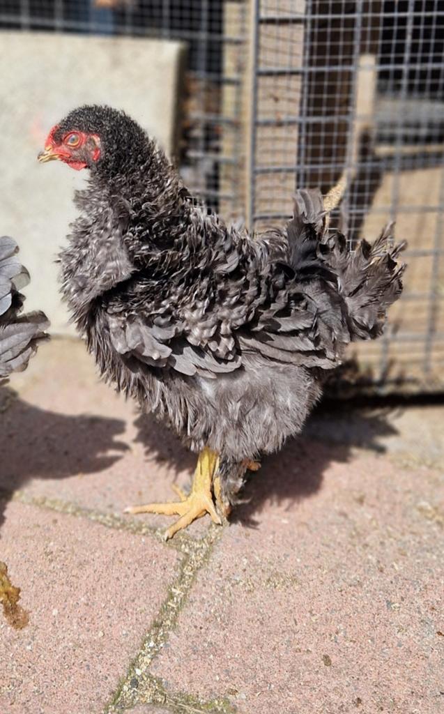 Brahma krulhanen, Mannelijk, Kip