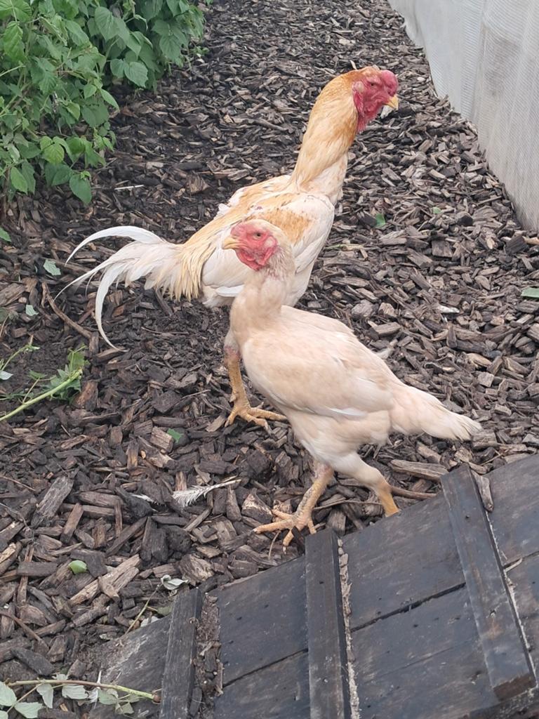 Zuid afrikaanse maleiers, Dieren en Toebehoren, Meerdere dieren, Kip