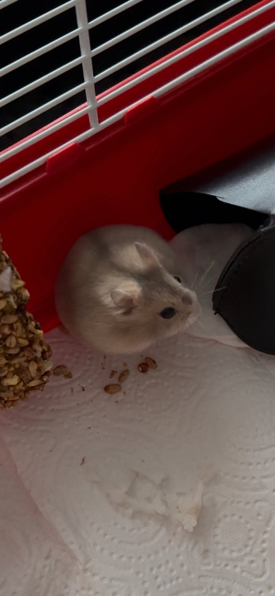 Dwerghamsters, Dieren en Toebehoren, Hamster, Meerdere dieren, Tam, September