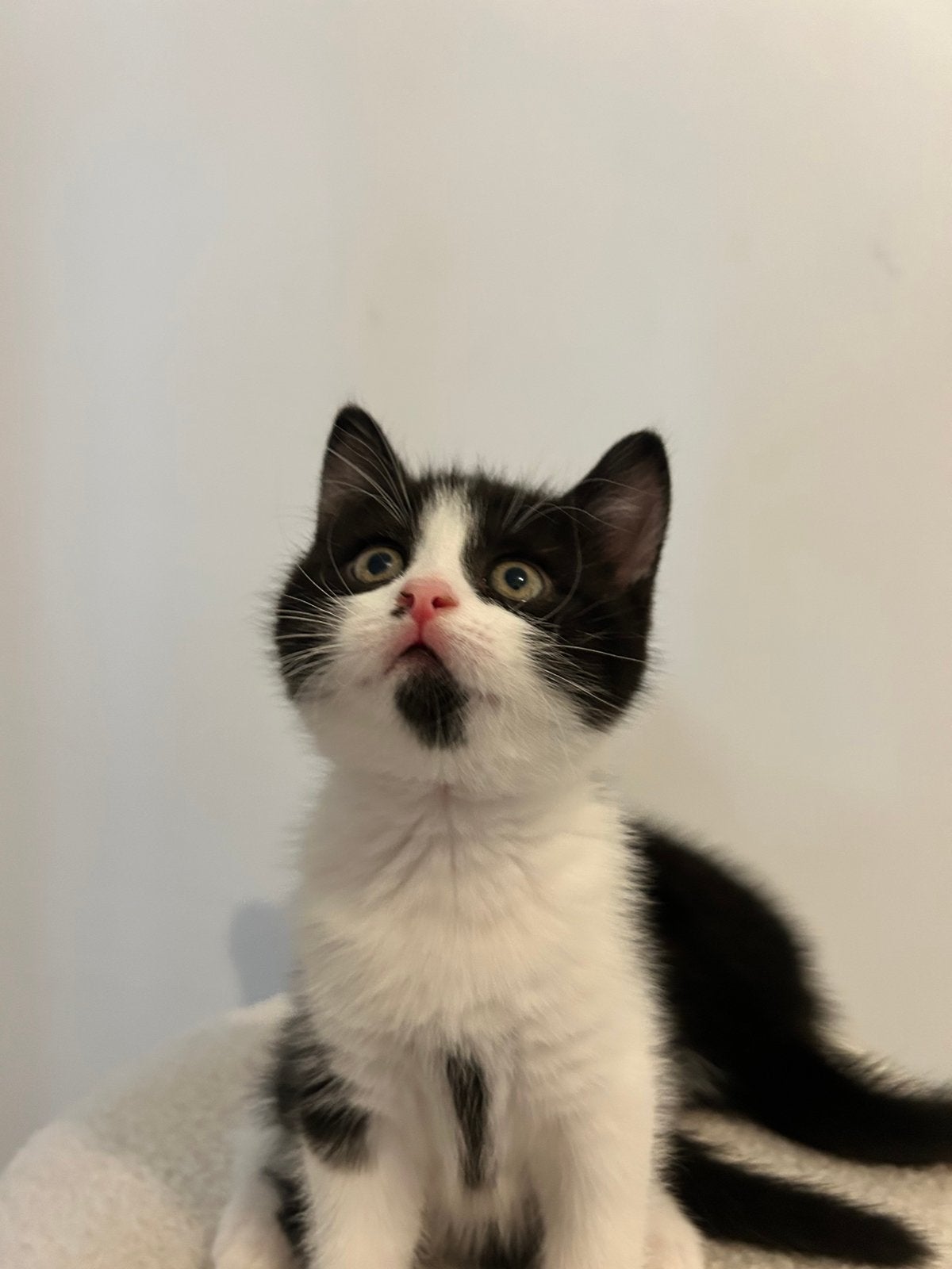 Nog 1 lieve fluffy kitten zoekt forever home, Meerdere dieren, Ontwormd, 0 tot 2 jaar
