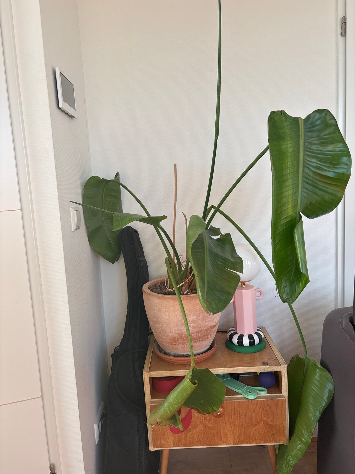 Strelitzia Nicolai - Paradijsvogelplant, Huis en Inrichting, Kamerplanten, Ophalen, 100 tot 150 cm, Overige soorten, Halfschaduw