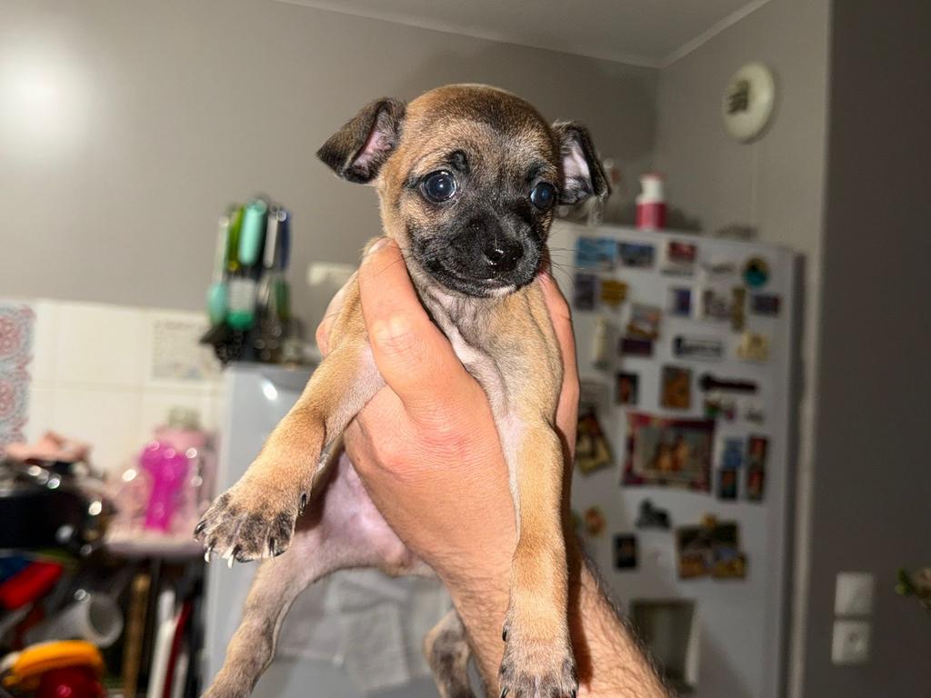 Puppy’s pinscher x mini chihuahua, Overige rassen, 8 tot 15 weken, Meerdere, Meerdere dieren