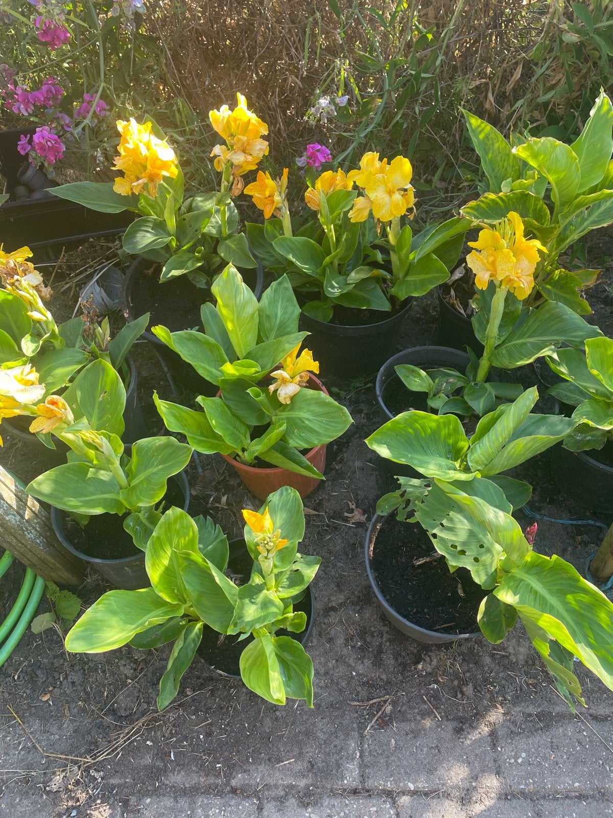 Diverse Canna's: Hoog en Laag, Verschillende Kleuren, Volle zon, Vaste plant, Zomer, Ophalen