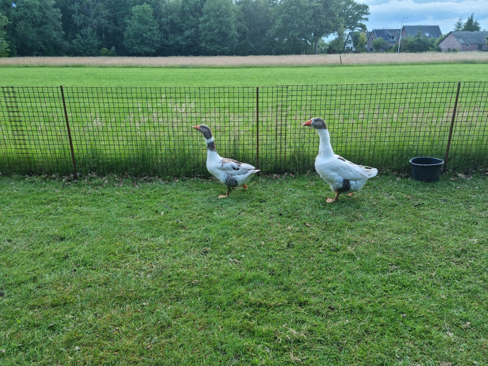 Superknap duo ganzen Twentse landgans landganzen GROOT, Meerdere dieren, Gans of Zwaan