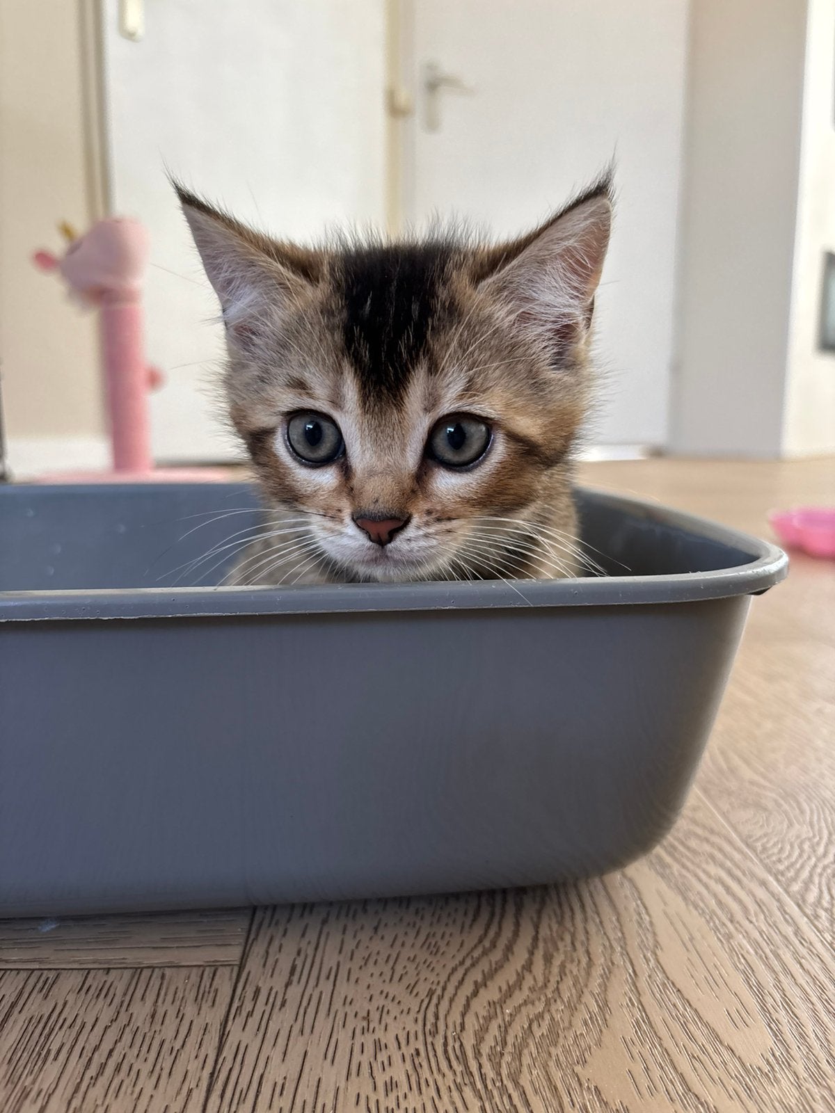 Laatste Bengaal x britskorthaar katertje, Kater, Kortharig, 0 tot 2 jaar
