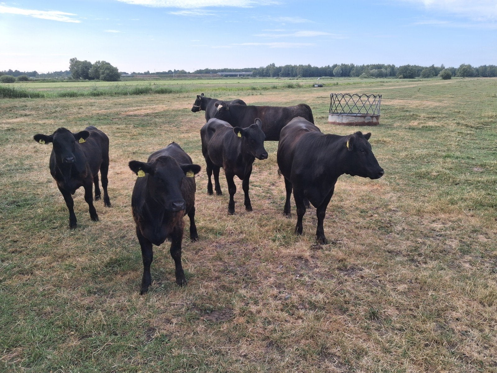 black angus jongvee en drachtige moederdieren, Meerdere dieren, 0 tot 2 jaar