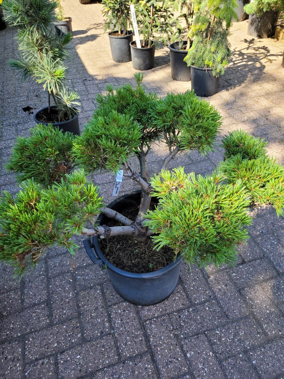 Pinus Parviflora Kokonoe Pon Pon - 25 jaar oud, Ophalen