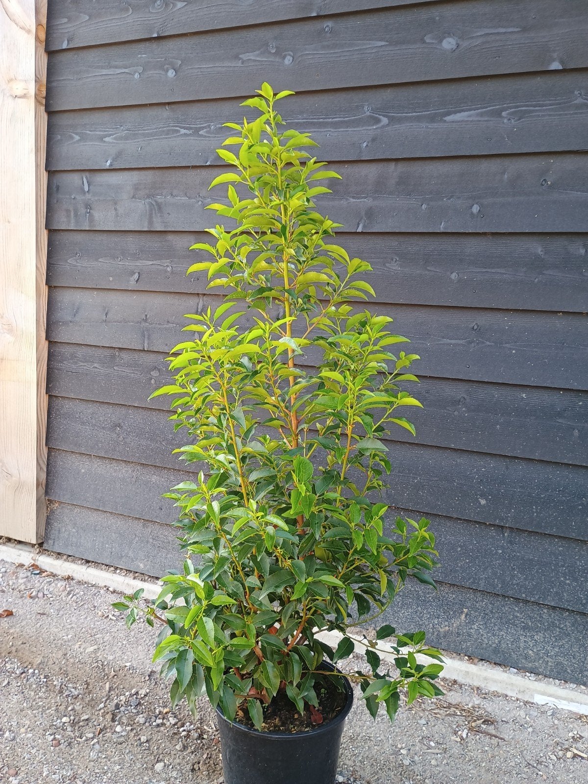 Portugese Laurier - Prunus Lusitanica Angustifolia, Ophalen