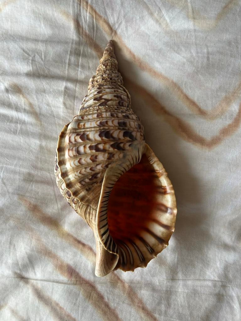 Grote schelp - Tritonshoren, Verzamelen, Ophalen of Verzenden, Zo goed als nieuw