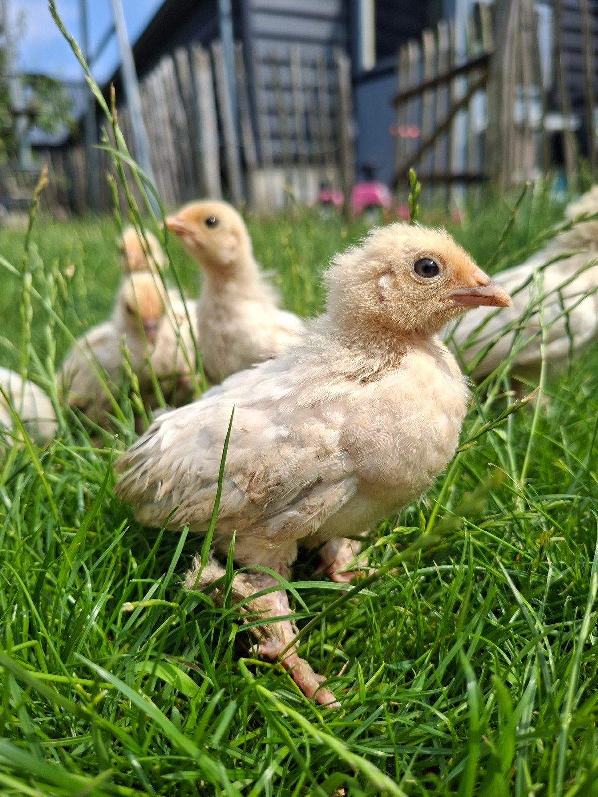 Sabelpoot kuikens Isabel, Dieren en Toebehoren, Meerdere dieren, Kip