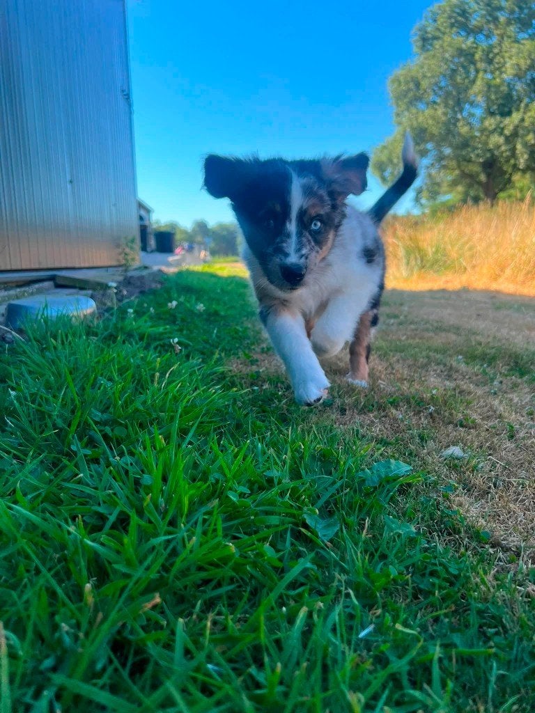 kruising australian shepherd x berner sennen teefjes, Nederland, 8 tot 15 weken, Groot, Meerdere