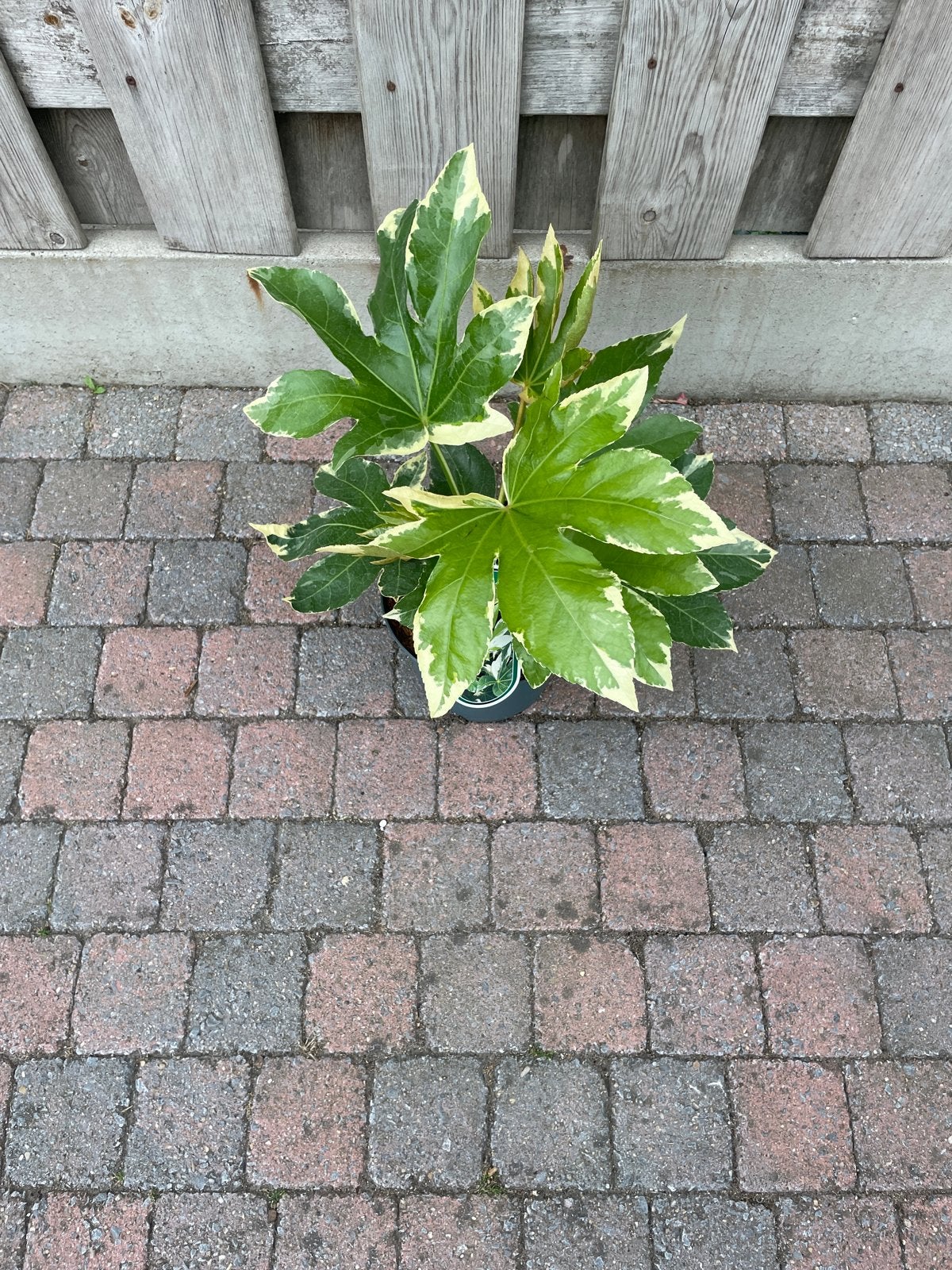 Fatsia japonica 'Variegata' - Japanse vingerplant, Tuin en Terras, Planten | Tuinplanten, Overige soorten, Vaste plant, Ophalen of Verzenden