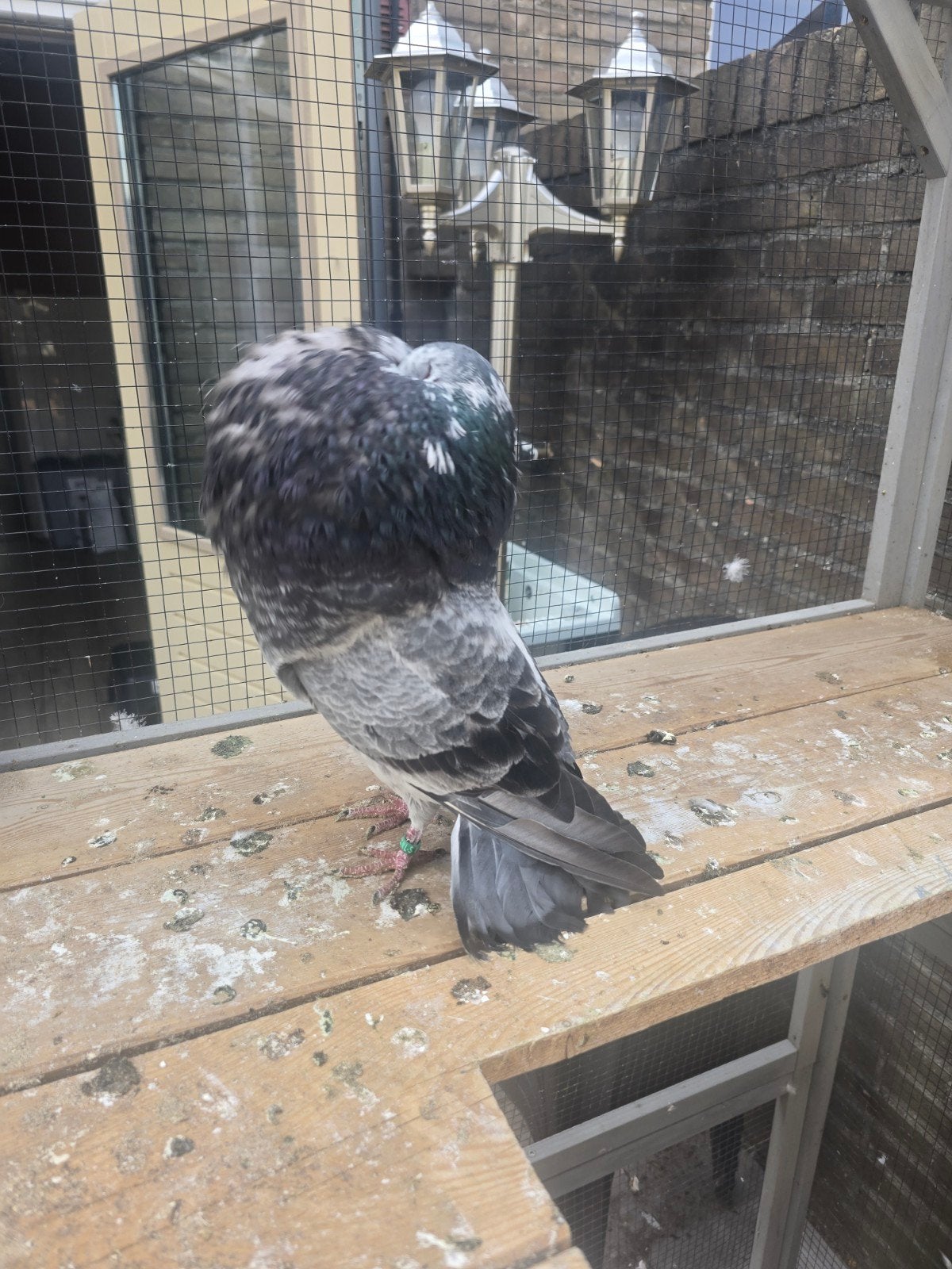 Grijze gaditano duif, Dieren en Toebehoren, Vrouwelijk, Kropper