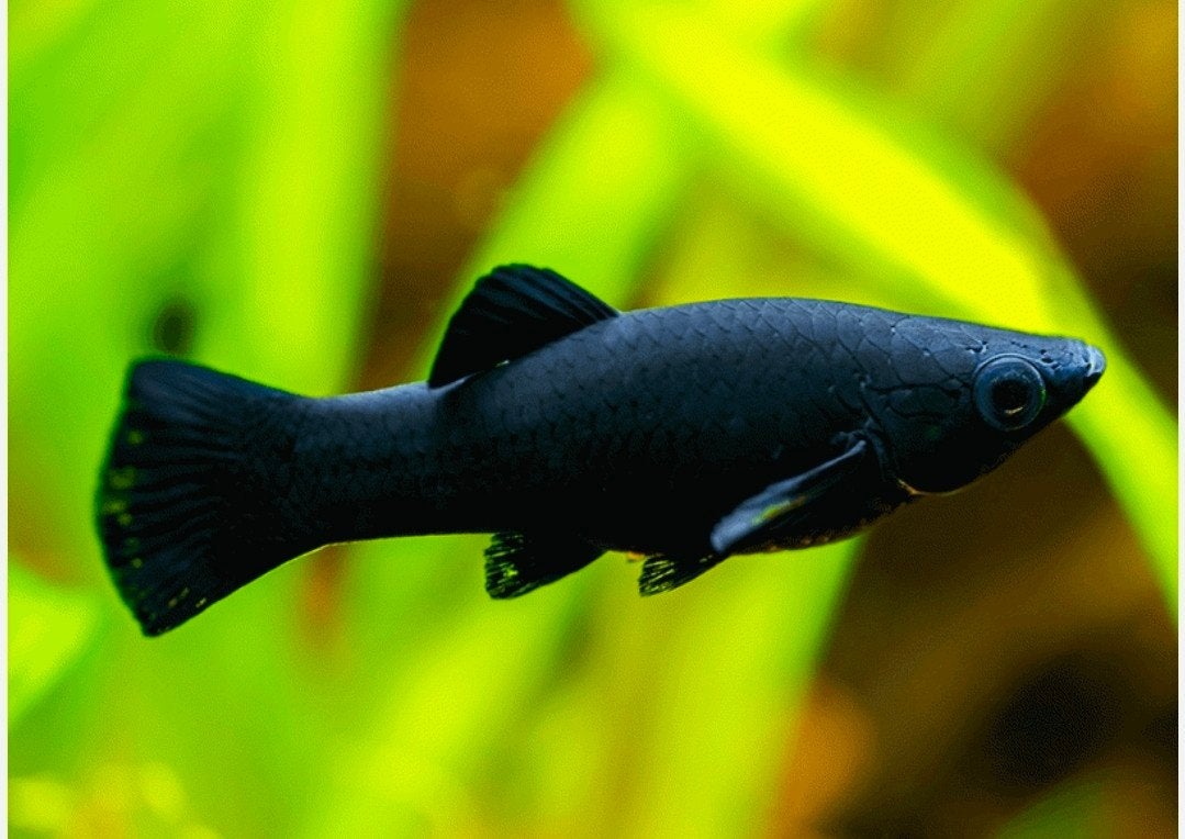 baby visjes (black molly & marmeren molly), Vis