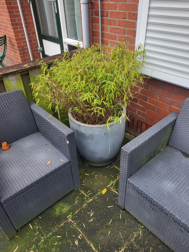 2 bamboe planten in grote pot, Tuin en Terras, Ophalen, Overige materialen