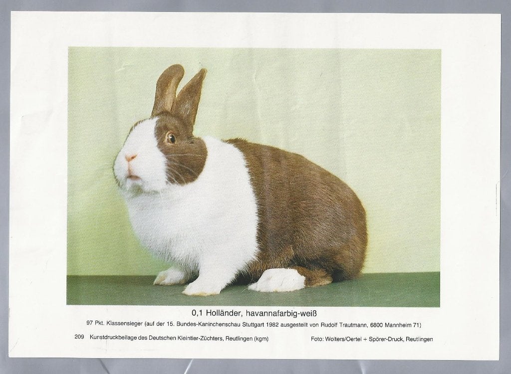 Vintage Konijnen Rassen Kunstprints -Holländer havannafarbig, Ophalen of Verzenden, Gebruikt, Overige soorten, Overige typen