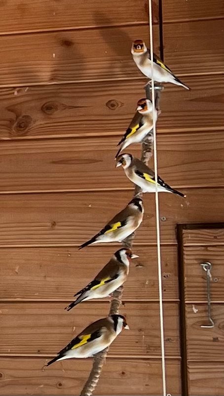 Majoorputters grote putters koppel, Dieren en Toebehoren, Meerdere dieren, Wildzangvogel