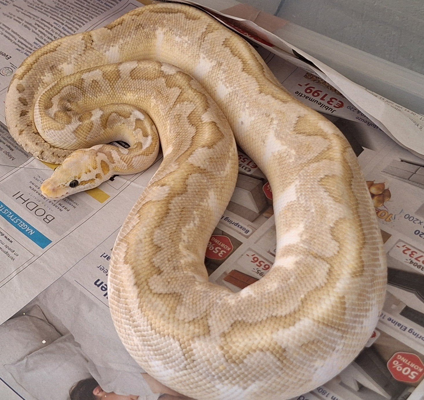 bamboo spotnose pastel het clown Ball Python photo 3
