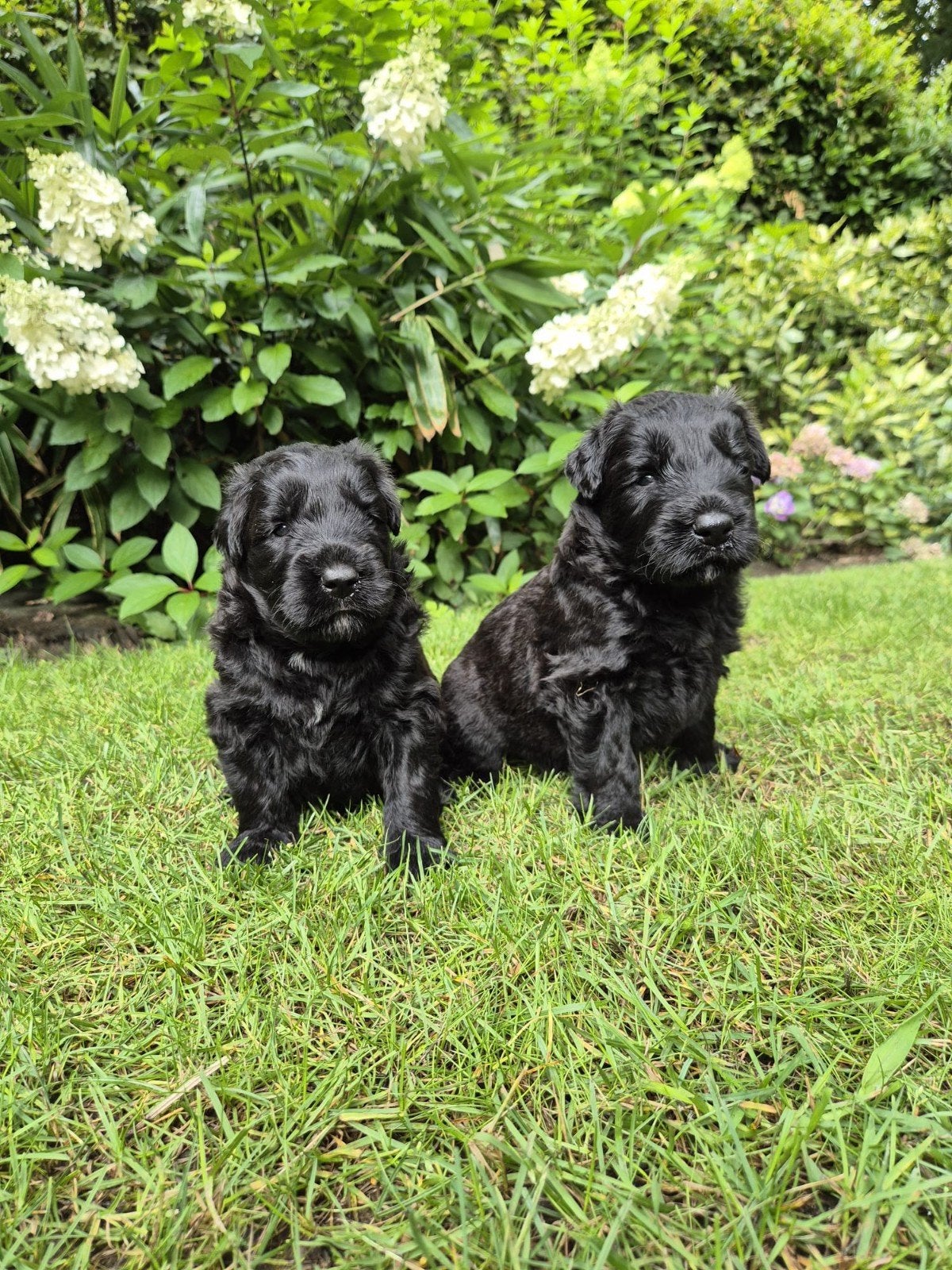 Bouvier pups, Dieren en Toebehoren, Bouvier, 8 tot 15 weken, Parvo, Meerdere