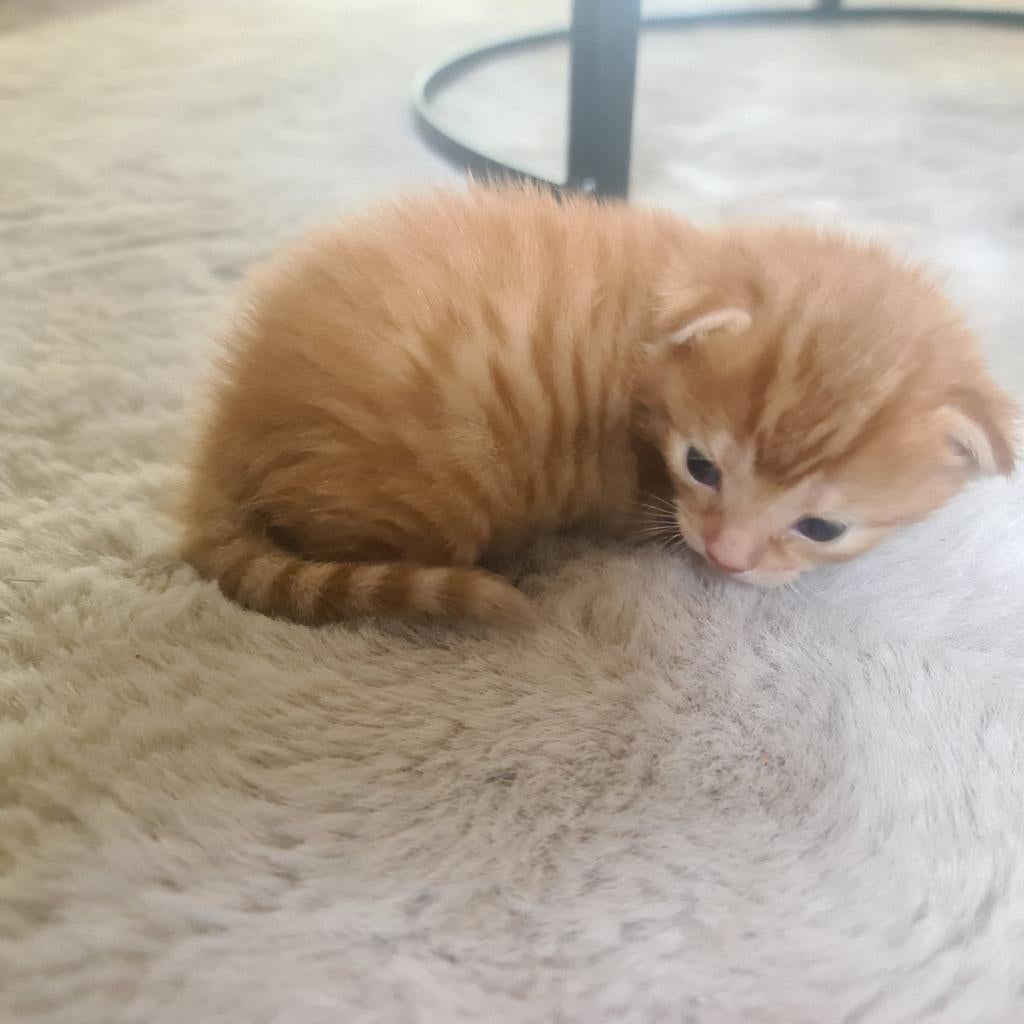 Super mooie rode kittens. Nog heel jong! Gereserveerd, 0 tot 2 jaar