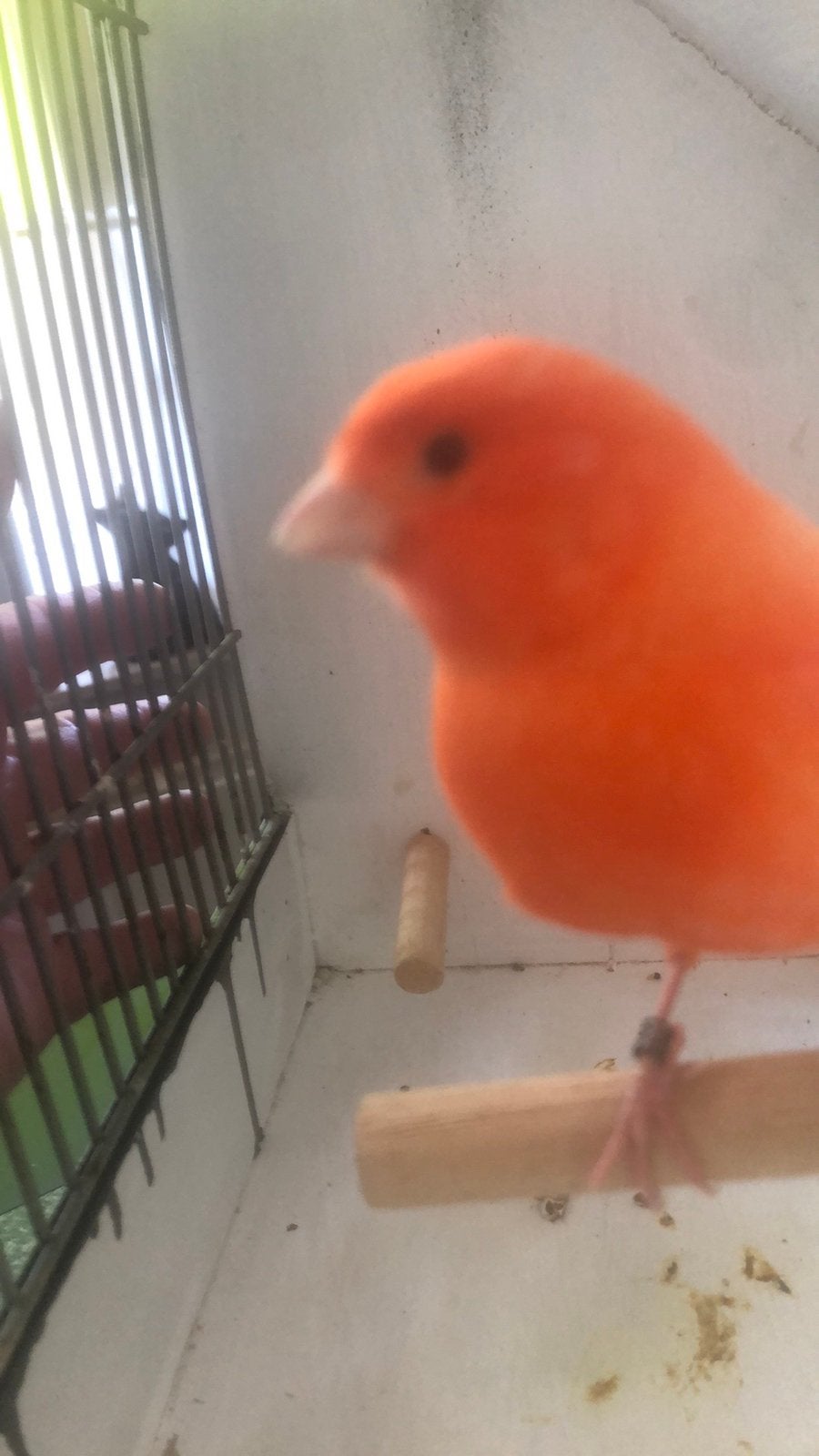 Te Koop ; Prachtige Rode Kanarie Man, Dieren en Toebehoren, Mannelijk, Kleurkanarie
